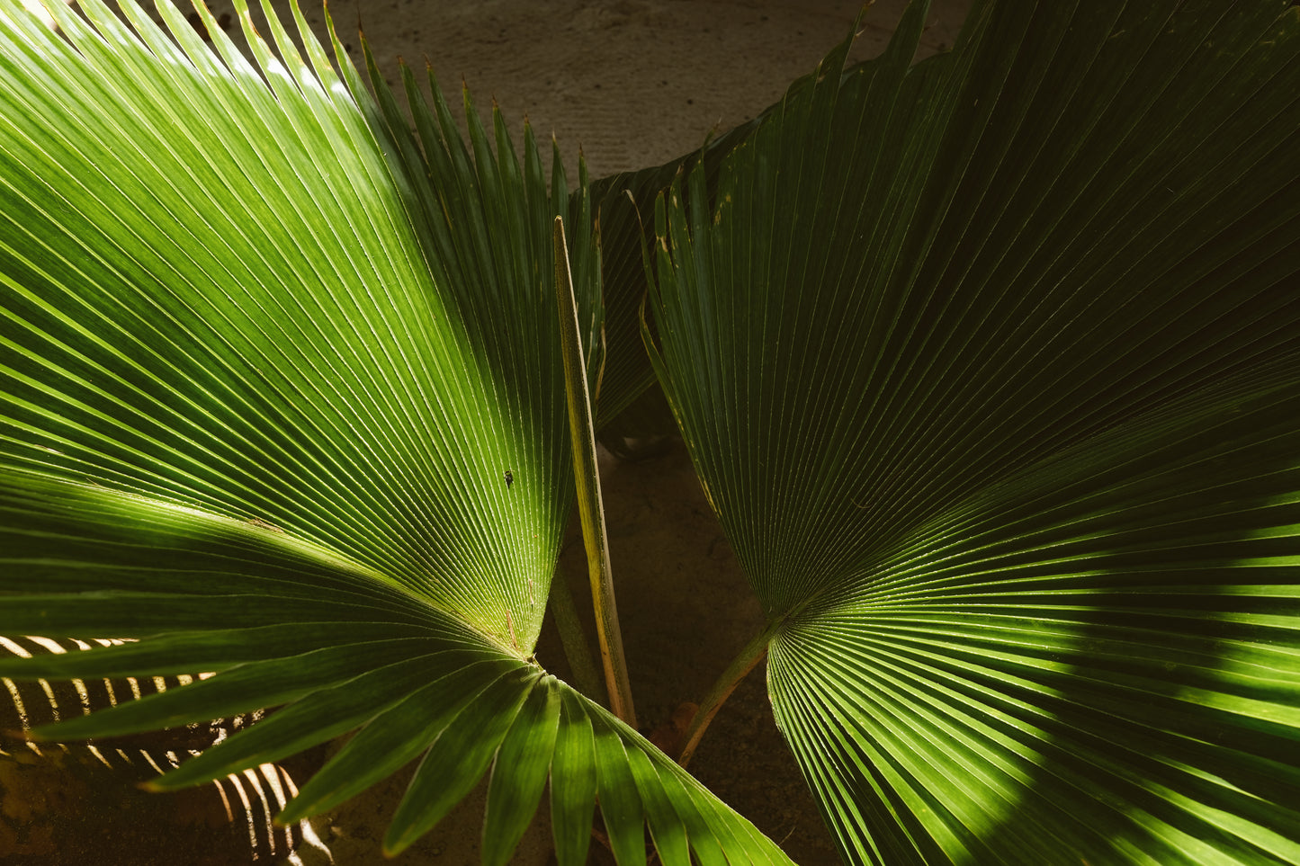 IXCHEL